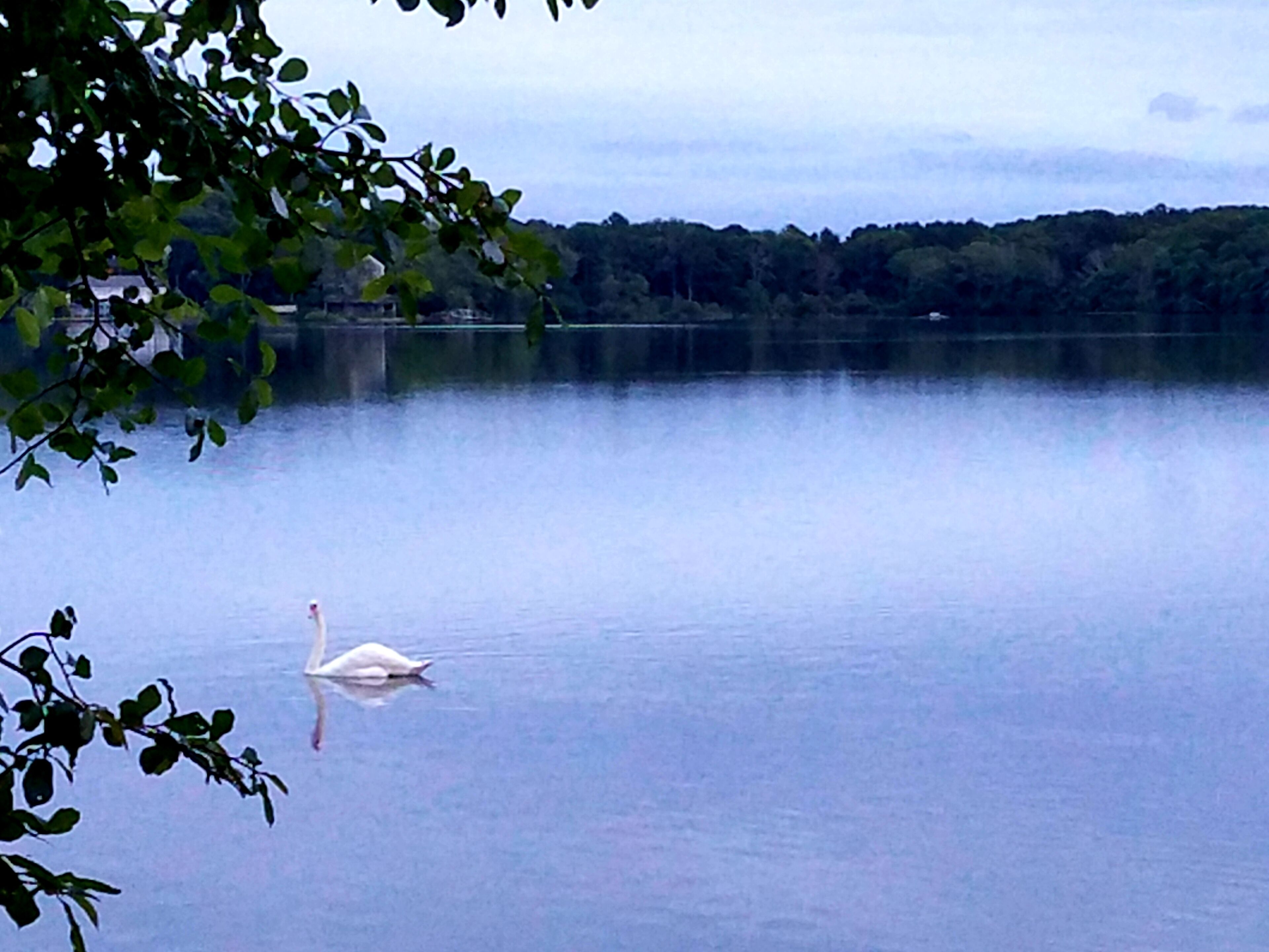 A calm lake with a swan swimming, surrounded by trees and a distant forest.