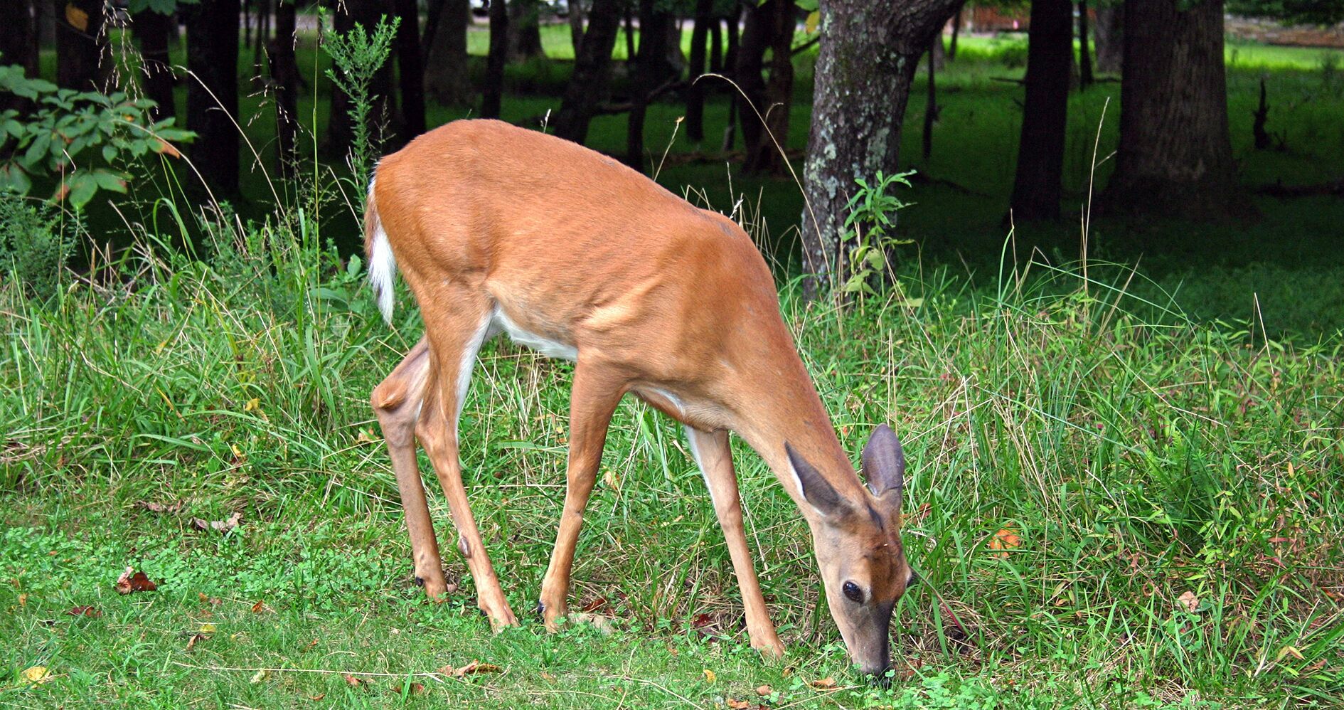 Hirvi laiduntaa ruohikkoisella alueella, taustalla näkyy puita.