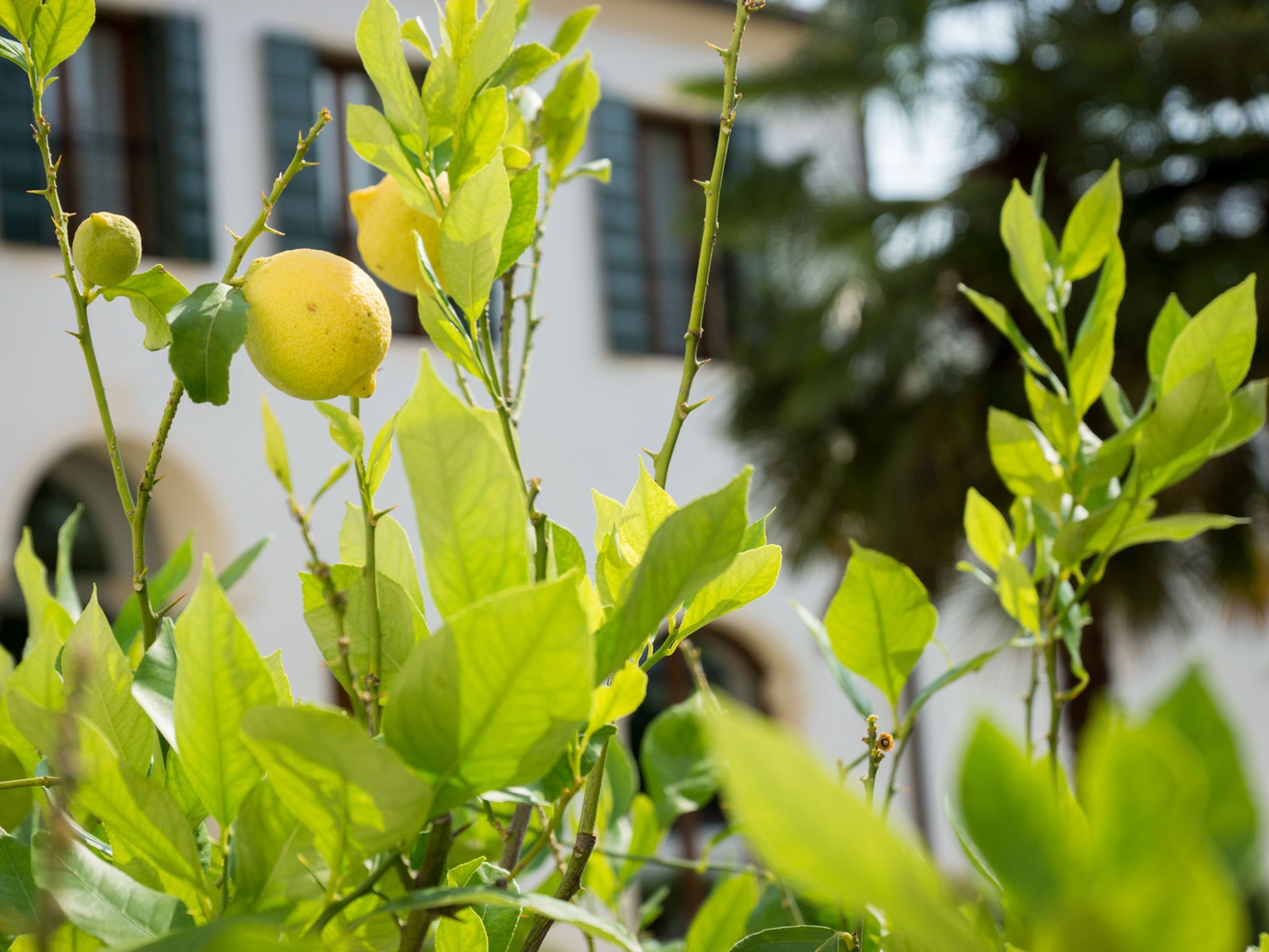 Un limonero con hojas verdes y limones amarillos, frente a un edificio con ventanas.
