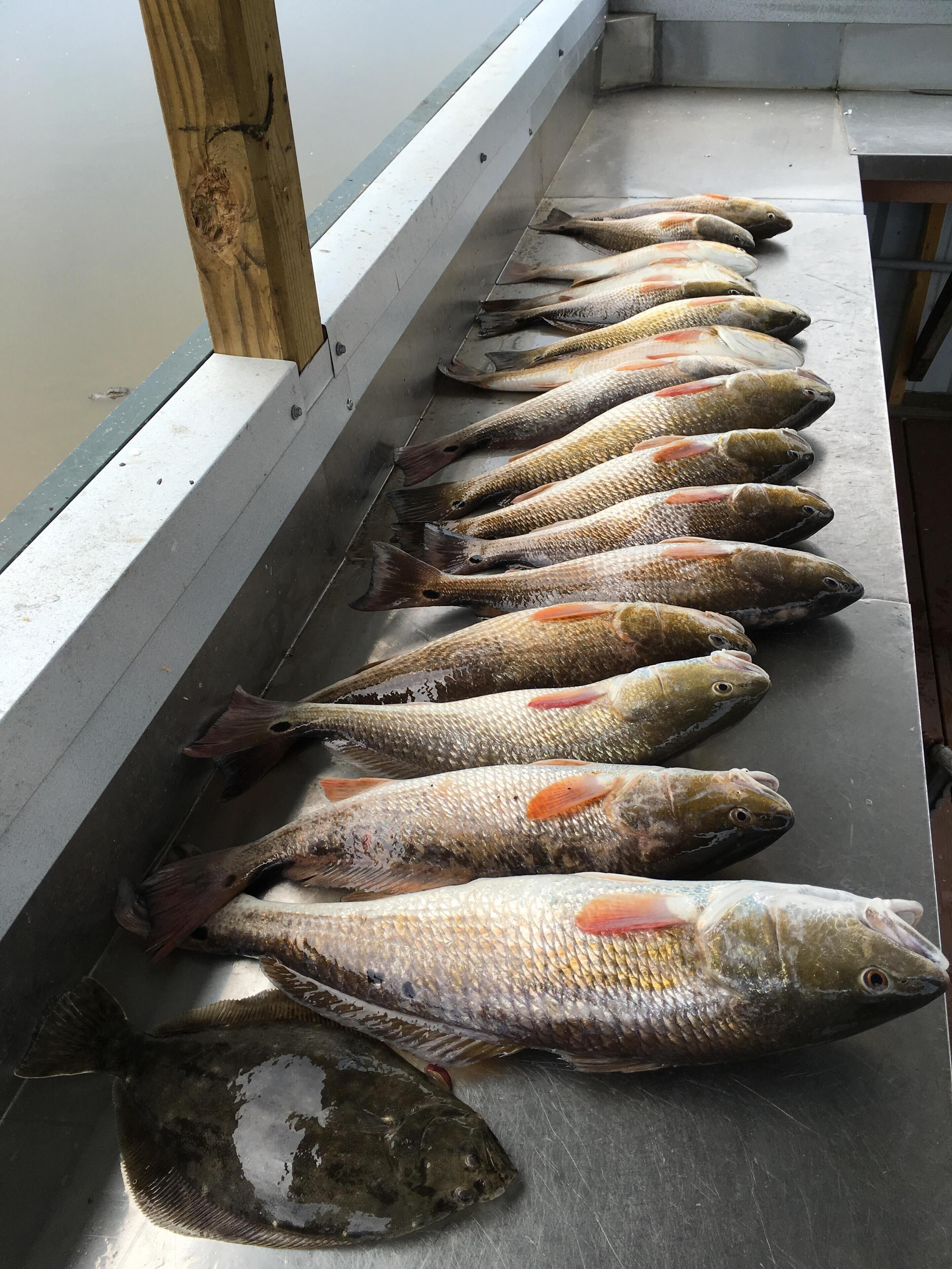 A row of fish on a metal surface.