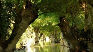 Un plan d’eau paisible, entouré de grands arbres au feuillage dense.