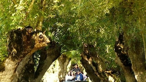 Une excursion en bateau à travers une zone boisée où de grands arbres forment une canopée au-dessus de l’eau.