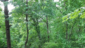 A paved path in a wooded area with a wooden bench in the foreground. - Welcome to Owls Nest Cabin NC!<br><br>Close to Wineries, waterfalls, antique shops etc (Otto)