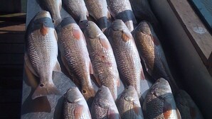 Une collection de poissons disposés sur une surface plane.