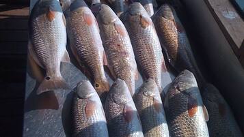 A collection of fish laid out on a flat surface.