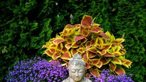 En staty av en Buddha, huggen i sten, med ett tänt ljus bredvid sig, omgiven av lila blommor och en stor buske med gula och röda blad.