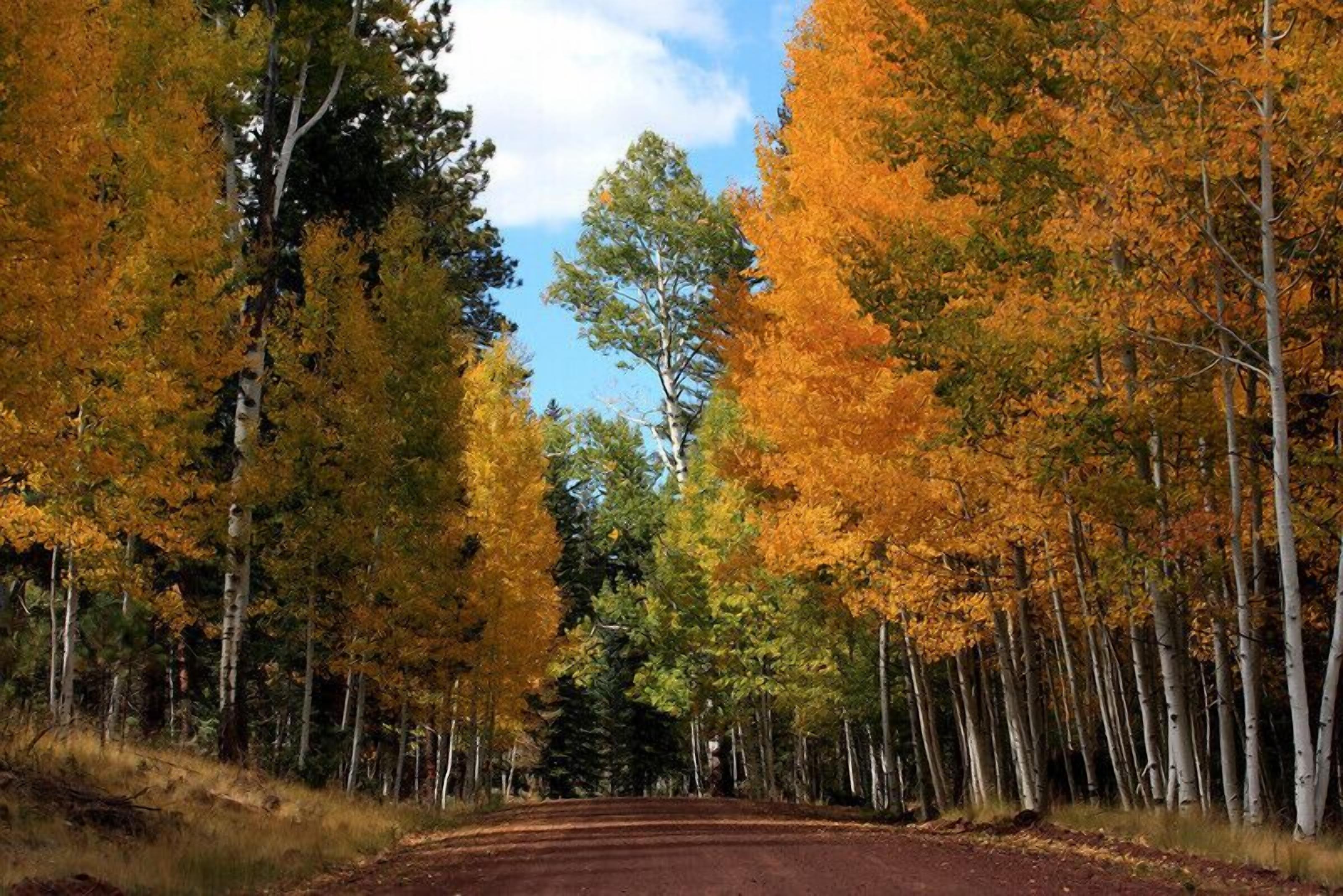 12 Best PetFriendly Cabins In Greer, Arizona Updated 2024 Trip101