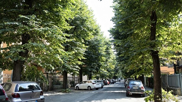 Une rue bordée d’arbres, avec des voitures garées et des bâtiments en arrière-plan.