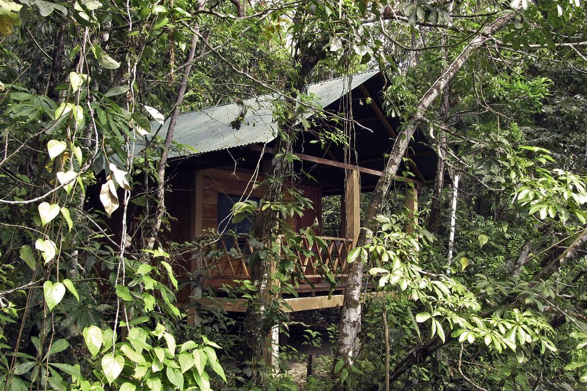 A wooden treehouse with a metal roof, surrounded by dense foliage.