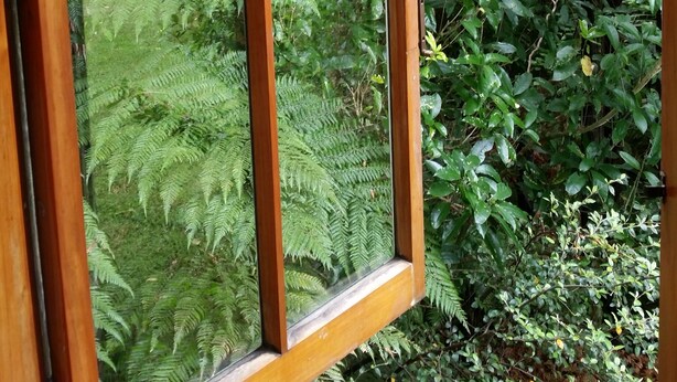 A wooden-framed window with a view of dense green foliage and a tree. - Opua Garden Cottage, sleeps 3 (Collingwood)