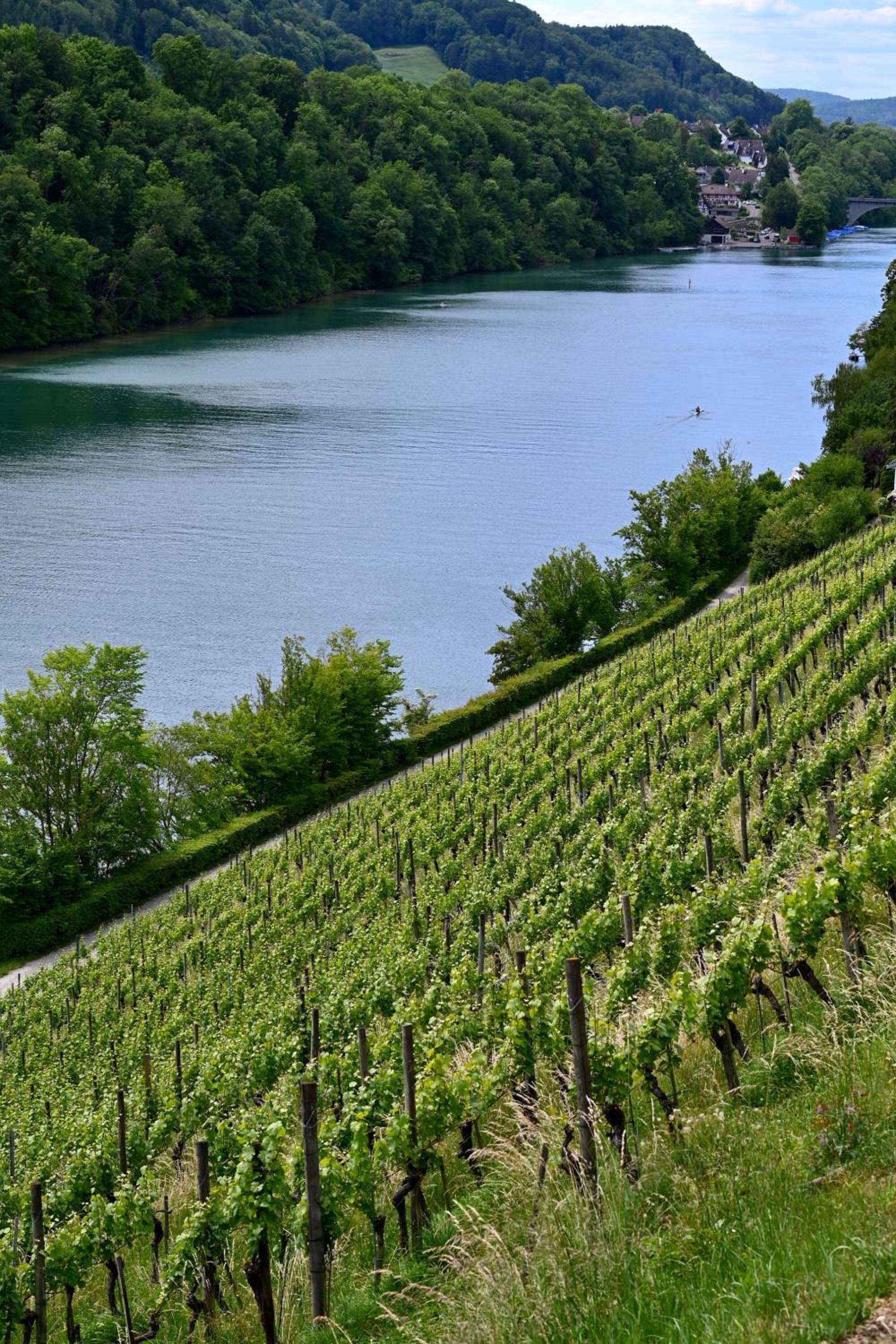 A vineyard with rows of grapevines alongside a river, with a bridge and buildings in the background.
