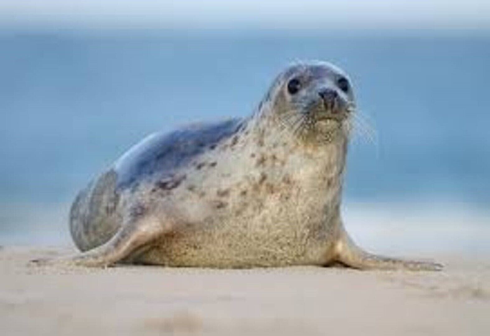 Un phoque sur une plage de sable.