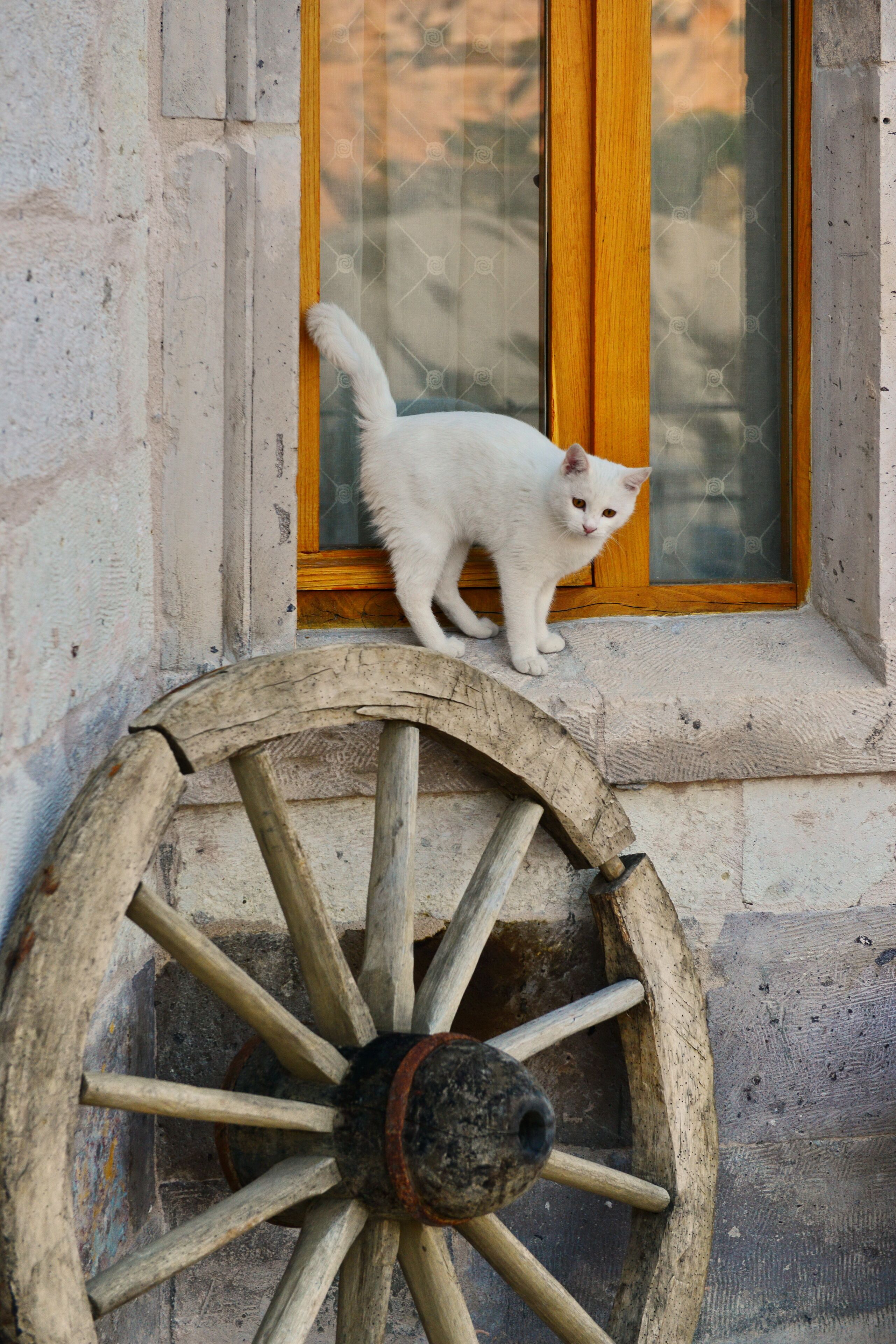 Pet-friendly