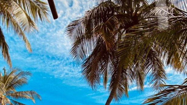 A hammock in a tropical setting with palm trees and a clear blue sky. - Casa das Rendas Exclusive Bungalows (Amontada)