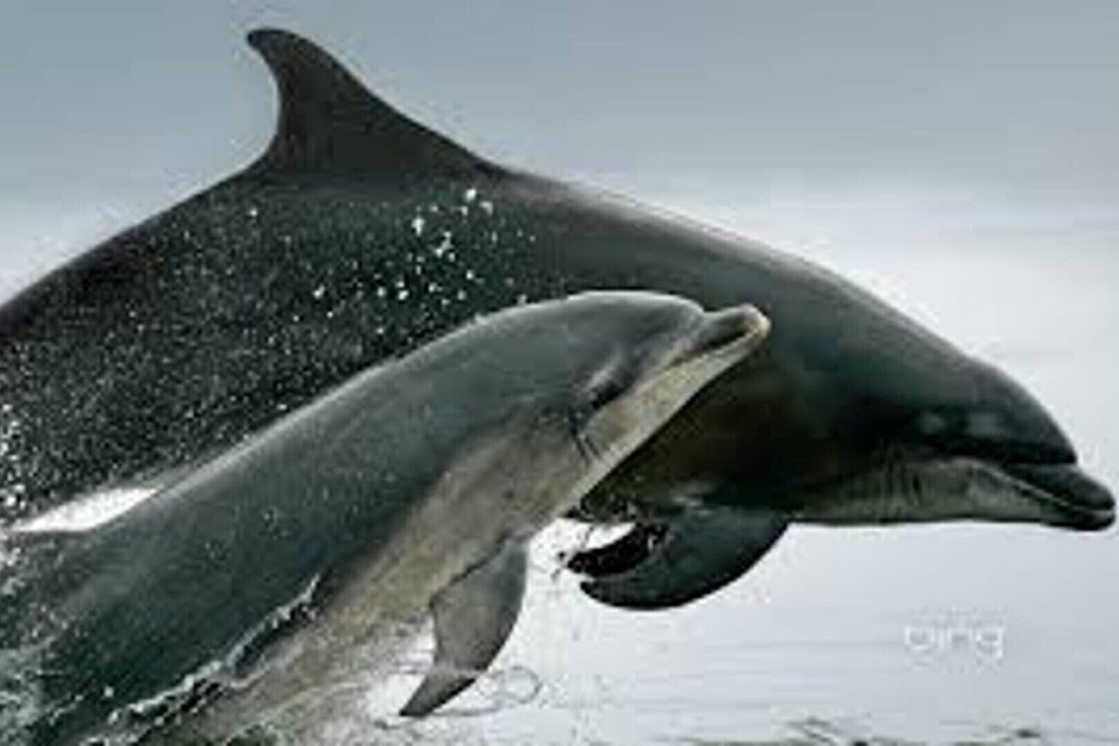 Two dolphins in the water.
