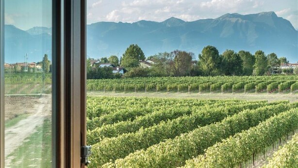 En vingård med rader av vinrankor och ett bergskedja i bakgrunden.