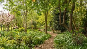 A garden path surrounded by lush greenery and flowering plants.