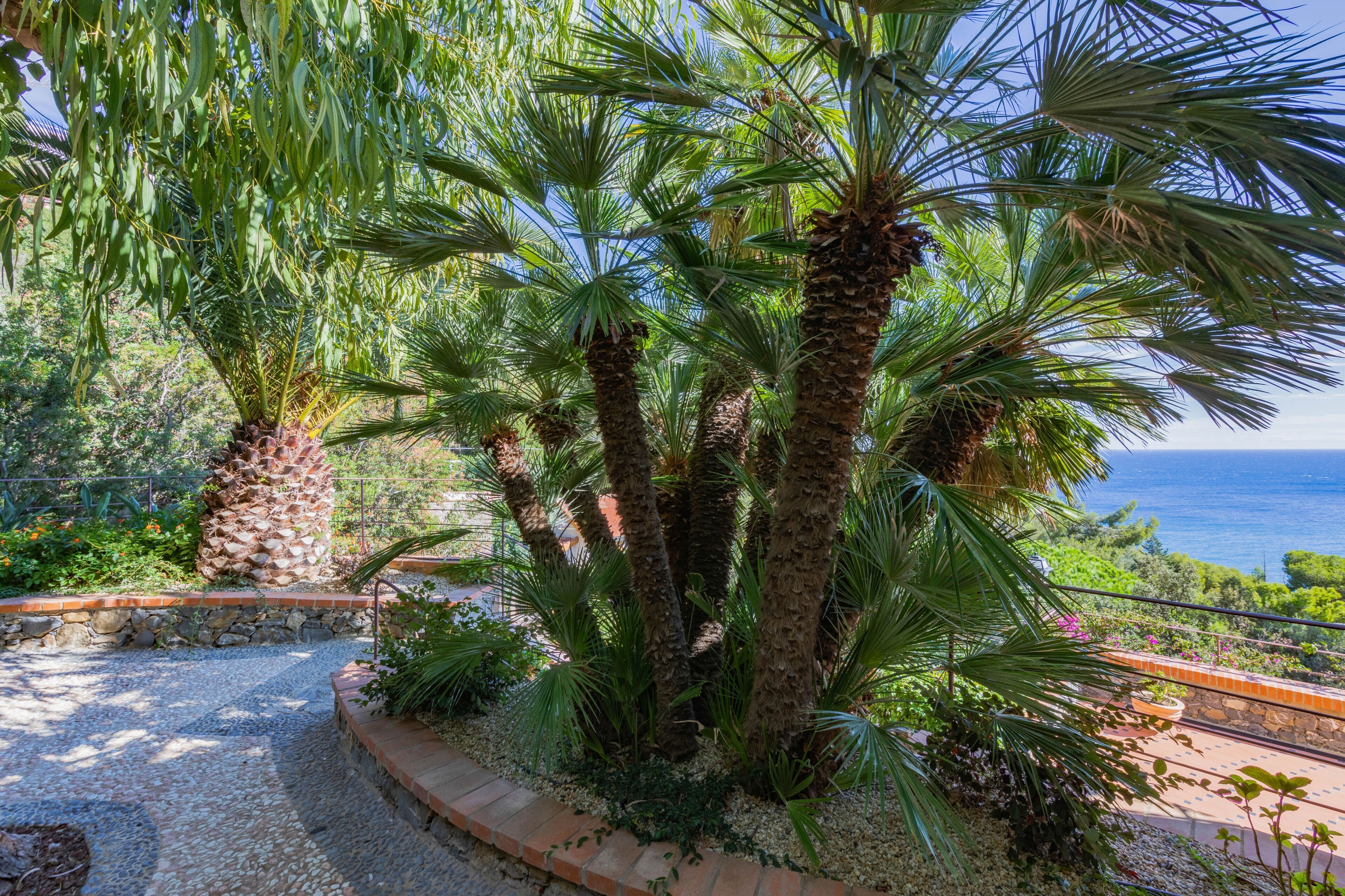 A coastal garden with palm trees and a view of the sea.