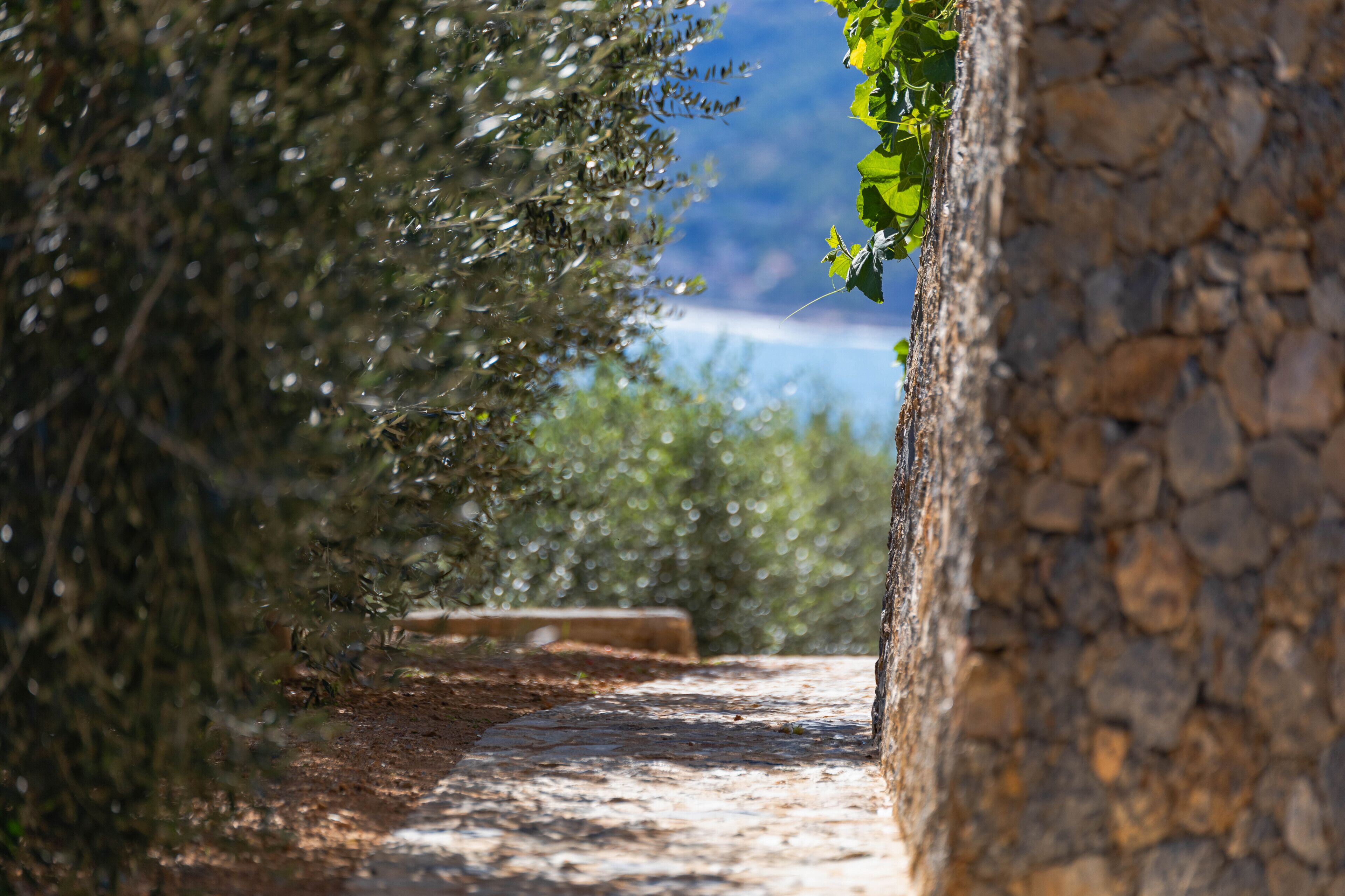 Un chemin de pierres serpente à travers un jardin où la végétation est luxuriante, et un mur de pierres borde le chemin d’un côté.