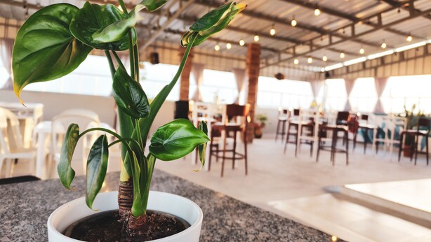 A potted plant in a modern indoor space with a high ceiling and exposed beams. - Hotel Quinto Nivel RD (Salcedo)