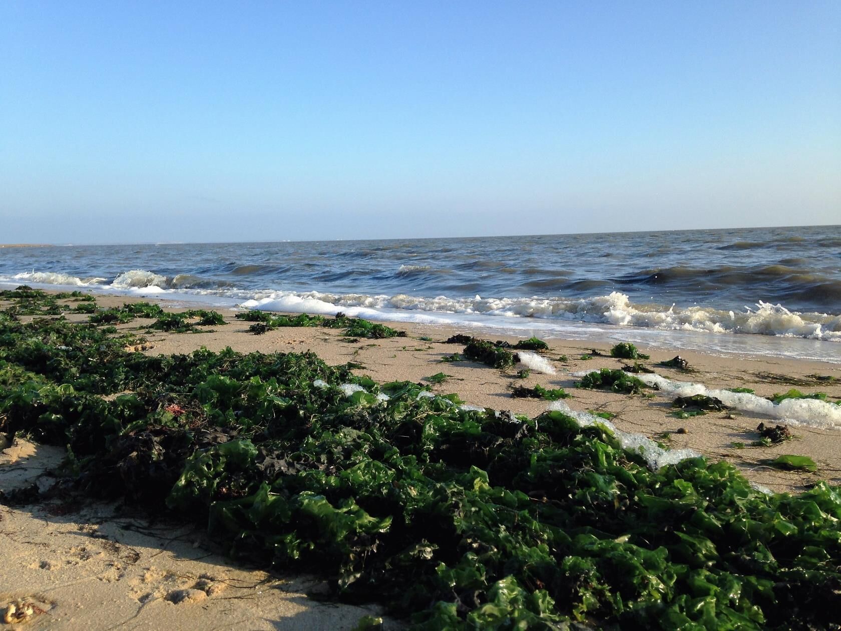 A beach with waves crashing onto the shore, seaweed scattered across the sand, and a clear blue sky.