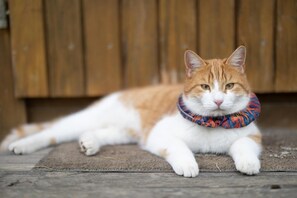 Animaux de compagnie acceptés