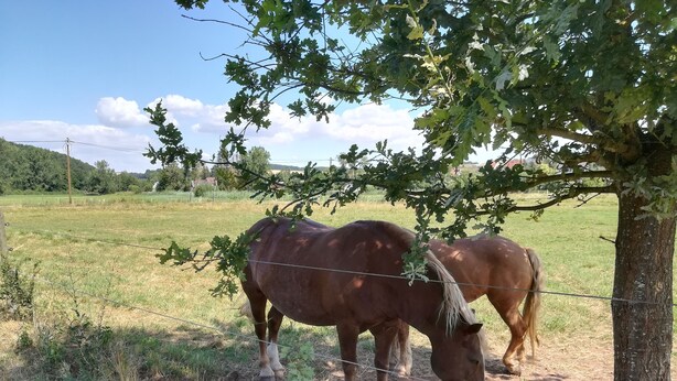 Dos caballos pastando cerca de un árbol en un campo cubierto de hierba.