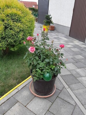 Detalle del exterior