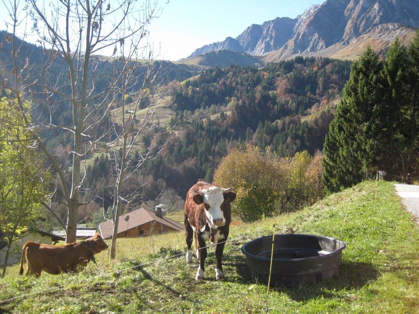 A rural landscape with a cow grazing, a wooden house, and a mountain range in the background.