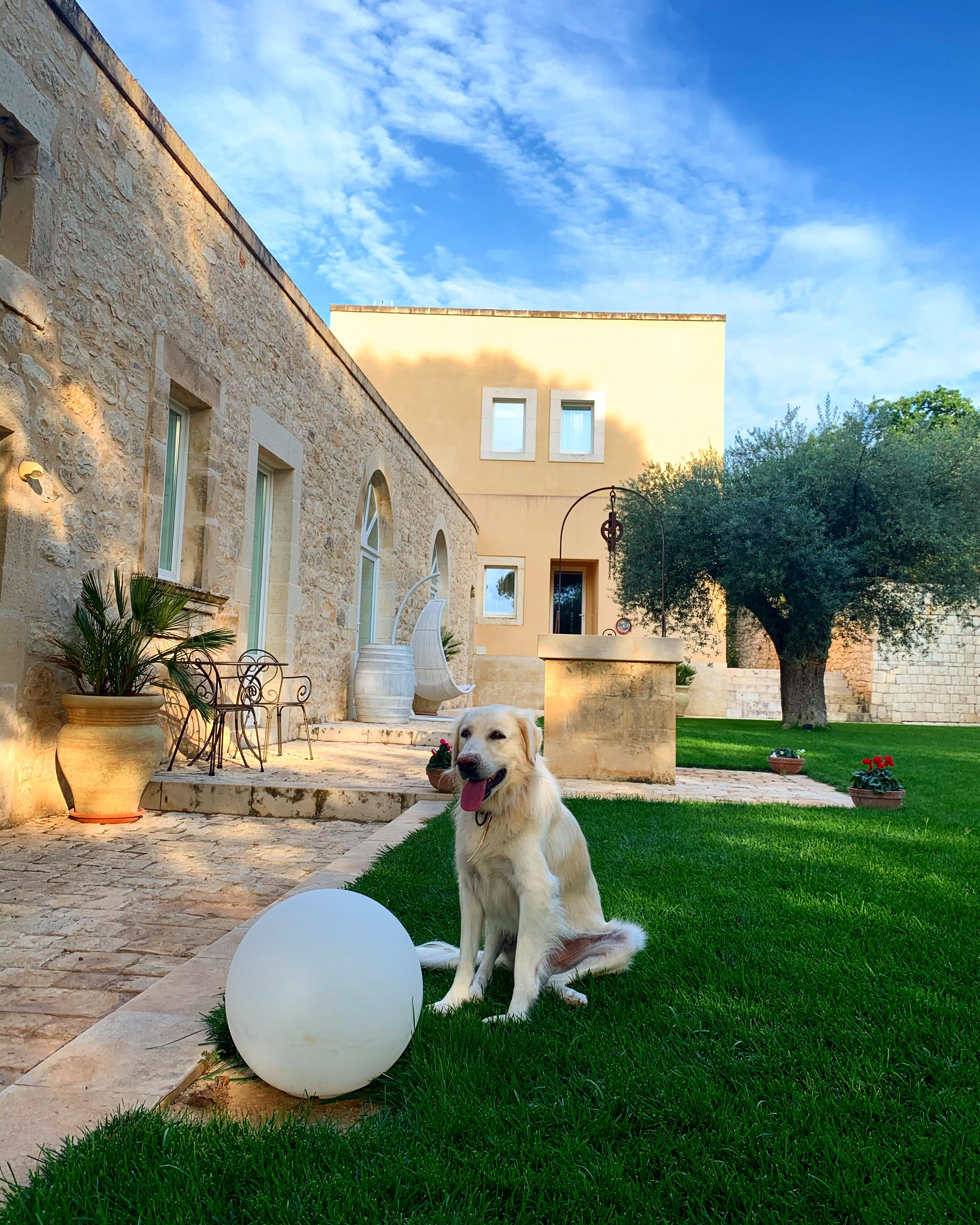 A dog sitting on a lawn in front of a building with stone walls and arched windows.