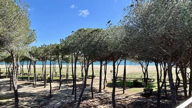 Una zona costiera con alberi e una spiaggia sullo sfondo.