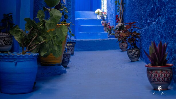 Un estrecho callejón con una puerta azul que da a una escalera, rodeado de plantas en macetas y flores colgantes.