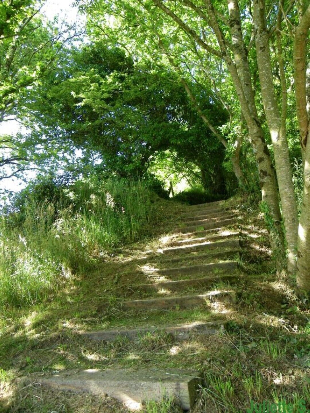 A stone staircase surrounded by lush greenery and trees.