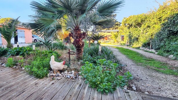 A garden with a wooden deck, a chicken, and a building with blue doors.
