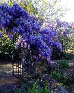 A garden with purple flowering vines climbing a stone structure. - Gentilini Retreat (Kefalonia)