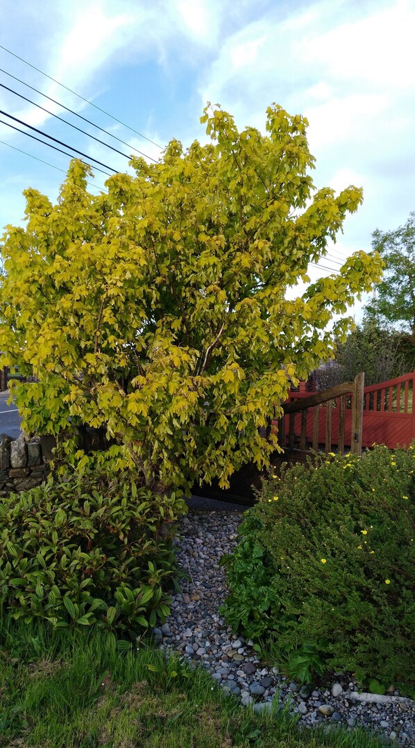 A garden with a large tree, a stone pathway, and a red fence. - Madra Rua Organic Accommodation (Ballyliffin)