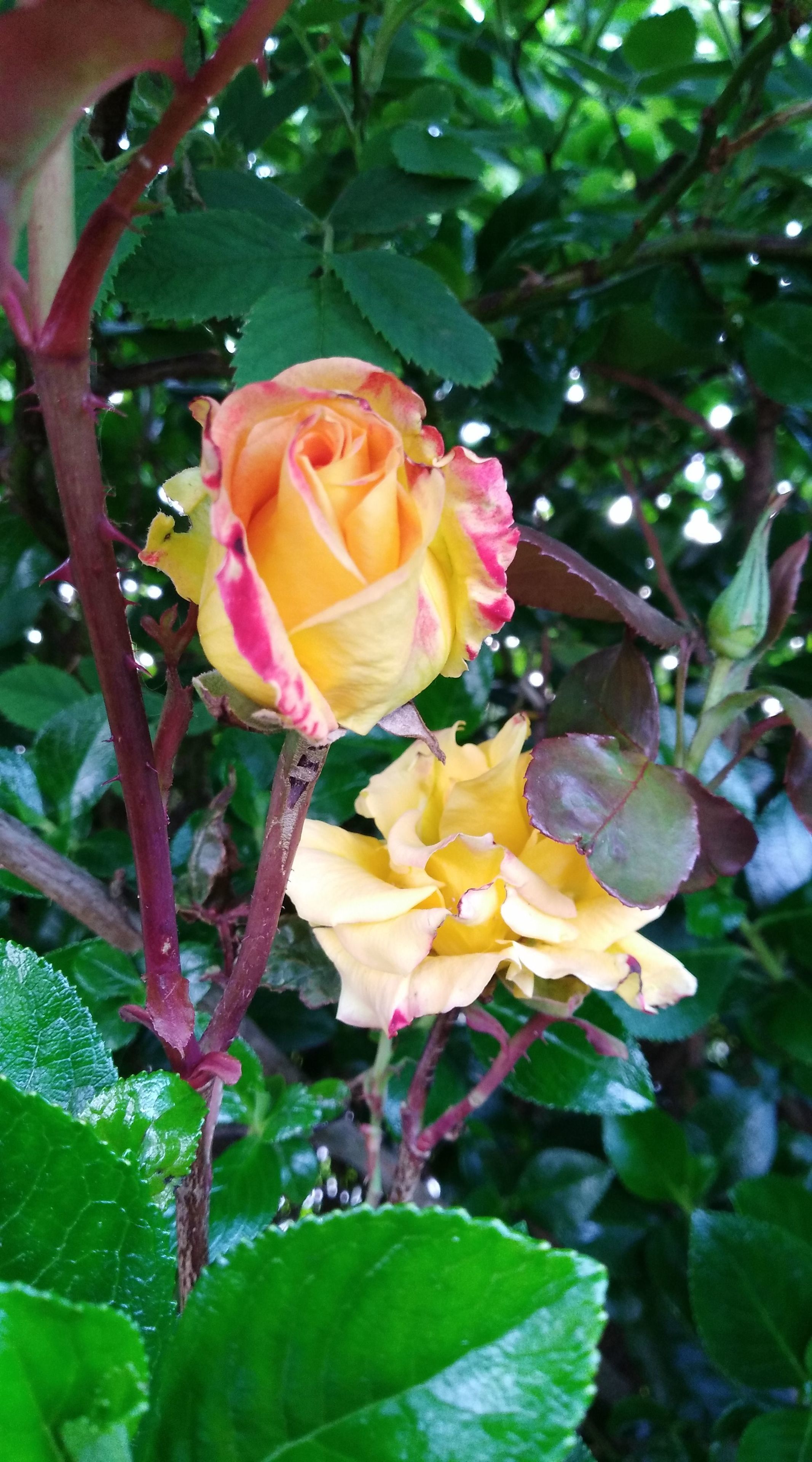 Een rozenstruik met gele rozen en groene bladeren.