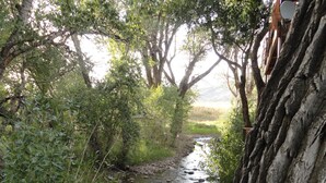Un paysage naturel comprenant un ruisseau, des arbres et une structure en bois.