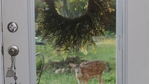 A dog looking out a door with a deer's reflection in the glass. - Guadalupe River, Hill Country Texas (Boerne)