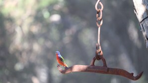 A bird perched on a rusty metal hook. - Guadalupe River, Hill Country Texas (Boerne)
