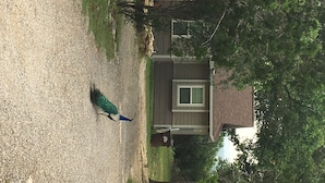 A peacock walking on a gravel driveway in front of a house with a window and a door. - Guadalupe River, Hill Country Texas (Boerne)
