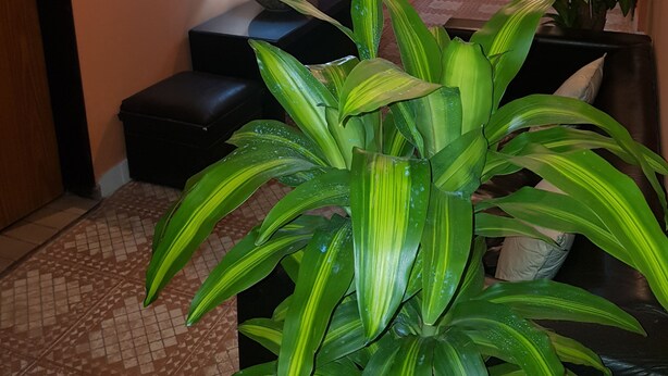 A hotel hallway with a staircase, a painting on the wall, a lamp, and potted plants. - Hotel Paris (General San Martin)