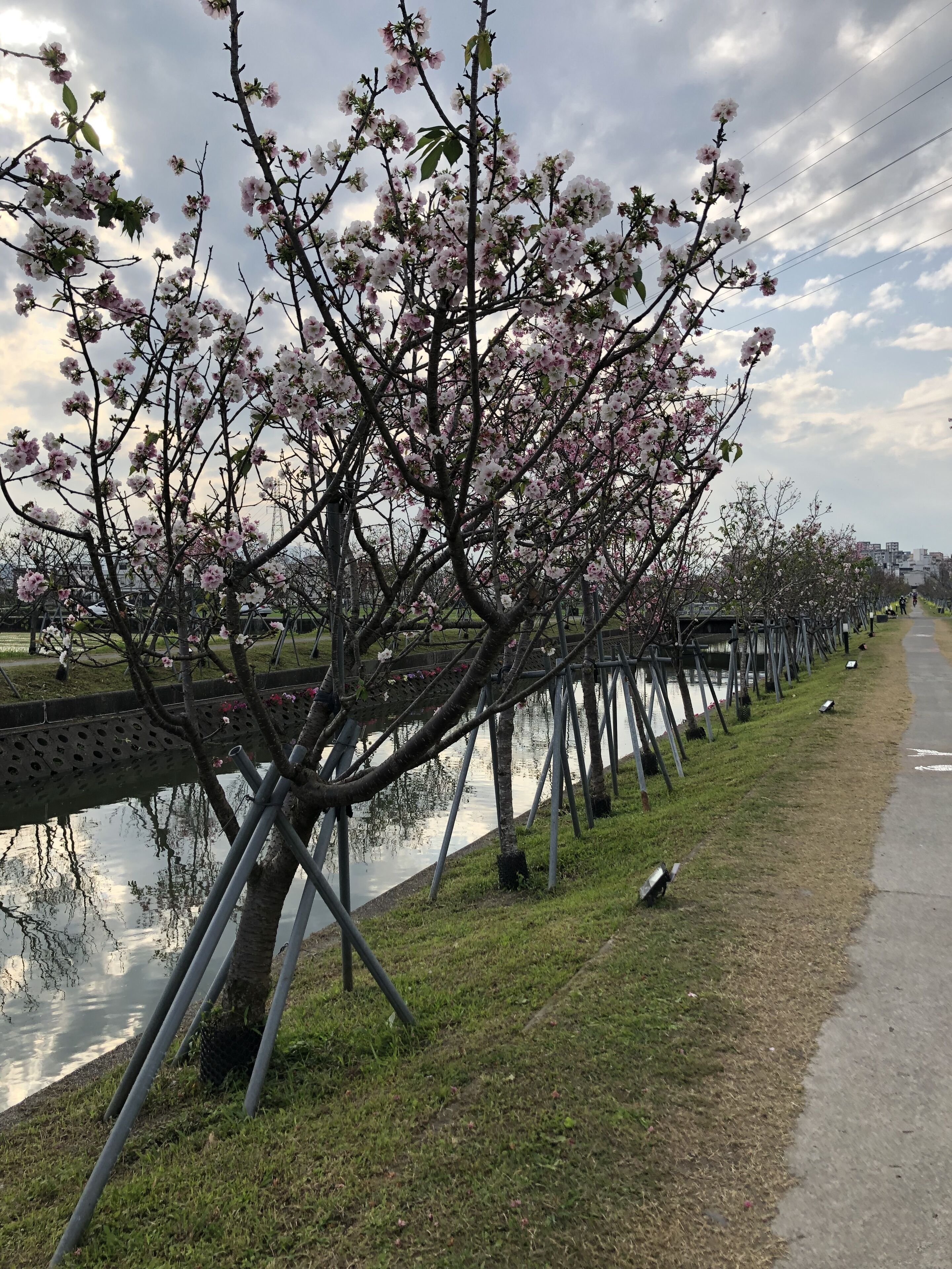 A row of trees with pink blossoms along a canal, with a pathway and grassy area on one side.