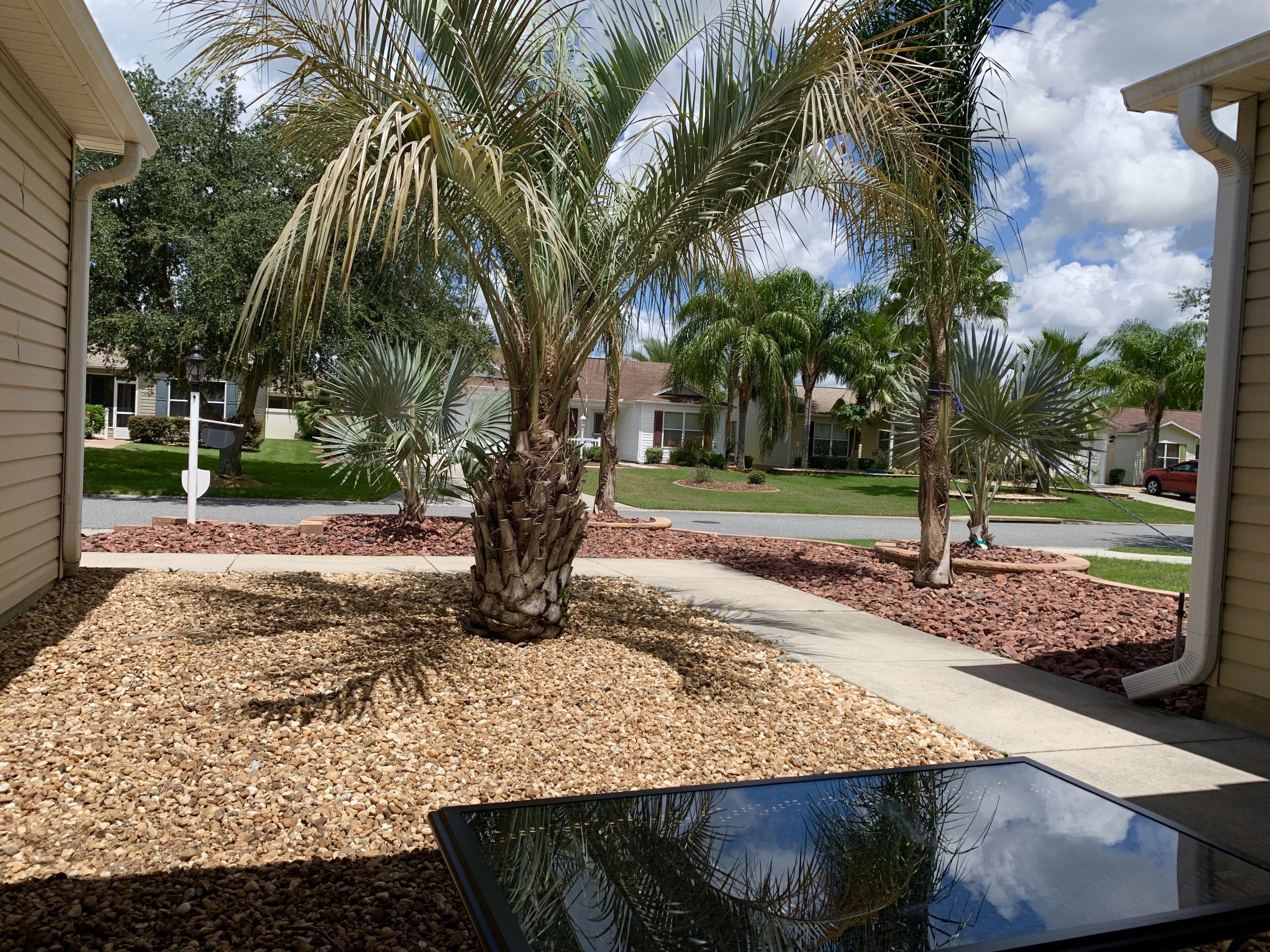 A residential area with palm trees, a driveway, and a street.
