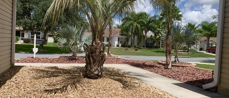 A residential area with palm trees, a driveway, and a street.