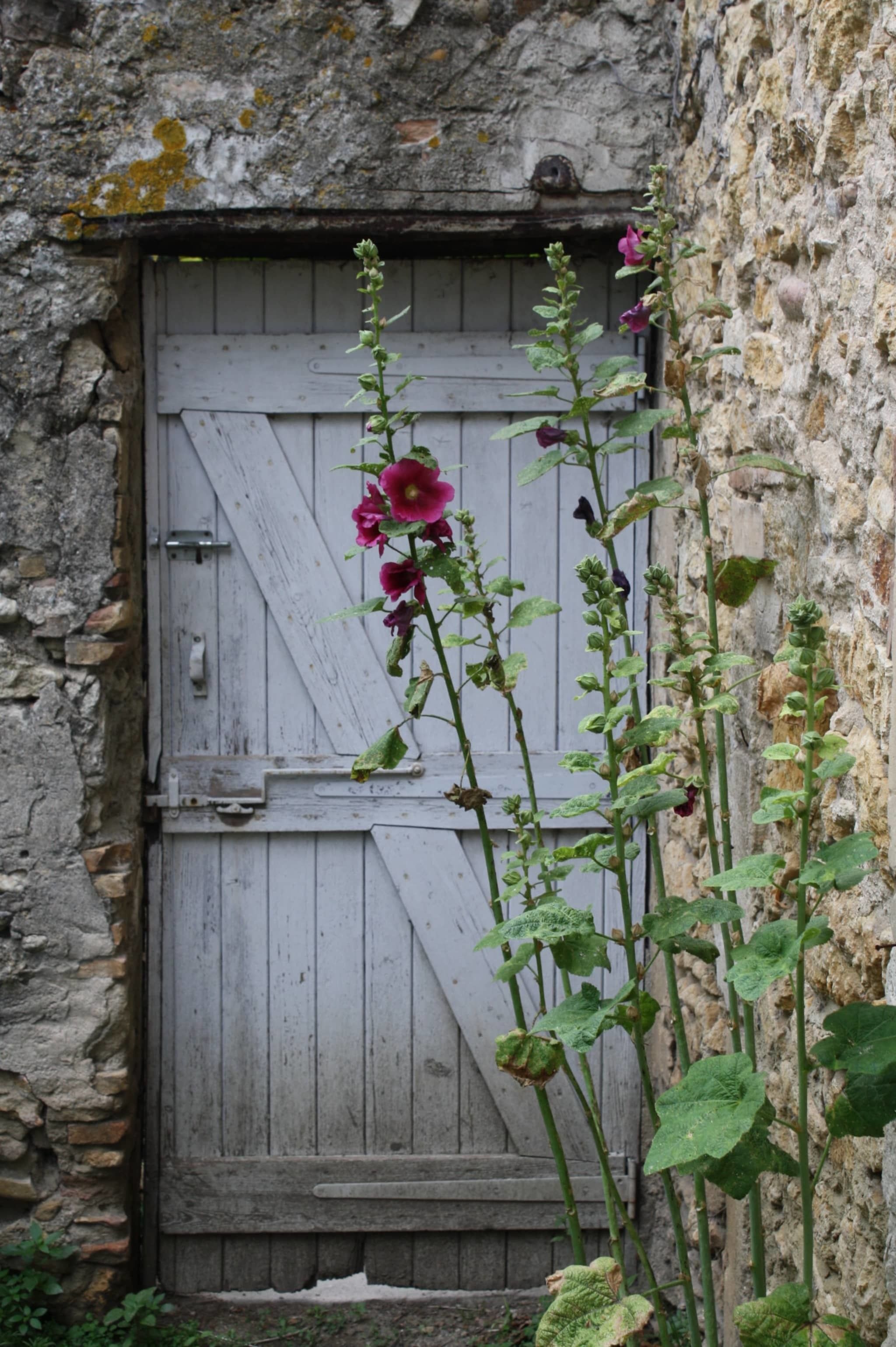 A rustic wooden door with a diagonal brace, set in a stone wall with moss growth.