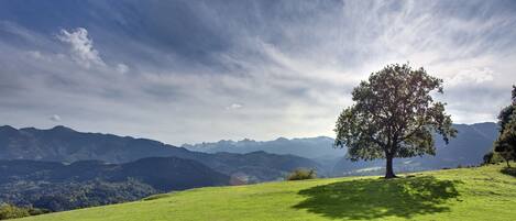 Une colline verdoyante avec un seul arbre et, au loin, une chaîne de montagnes.