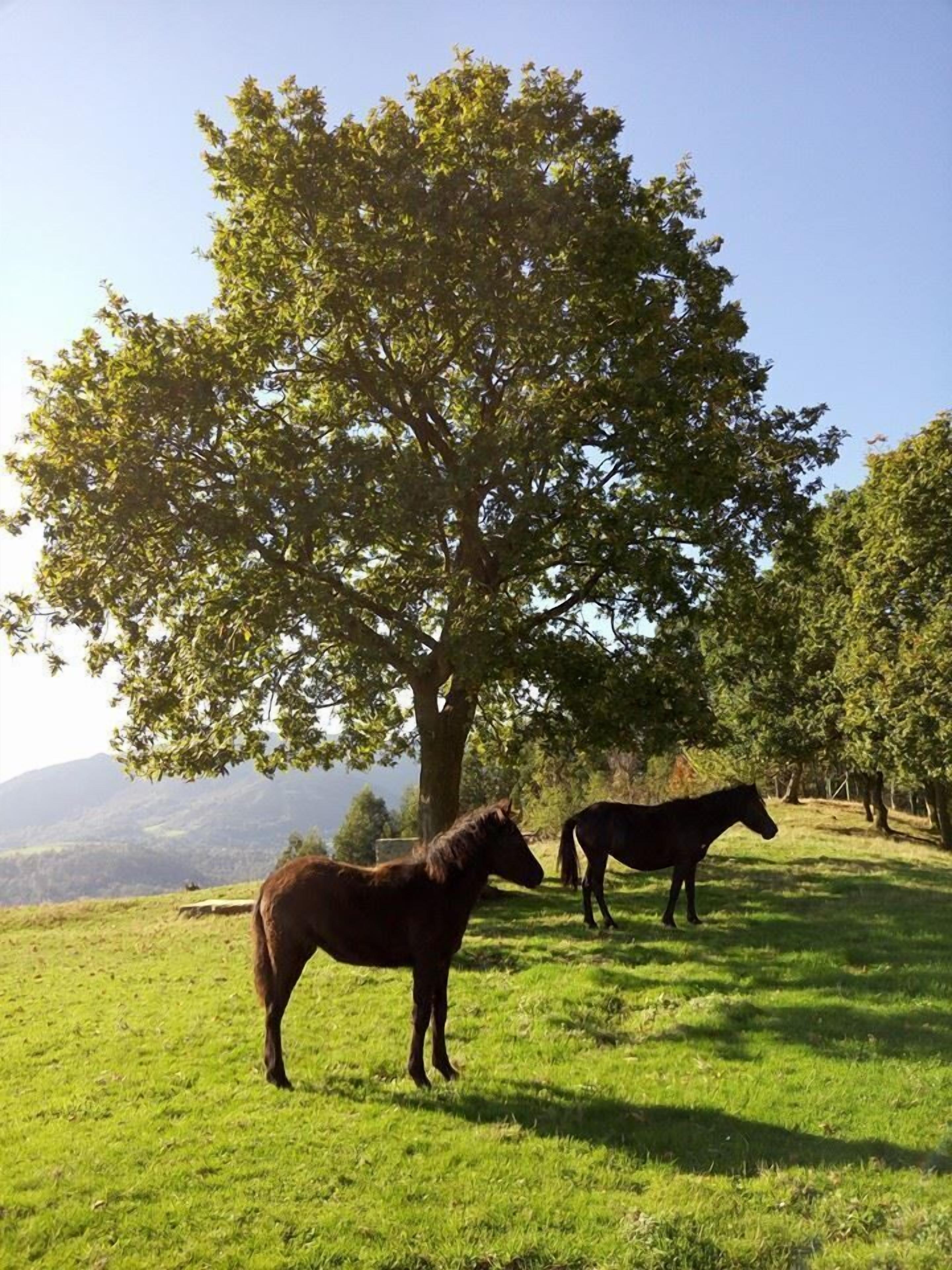 A grassy field with two horses and a large tree.