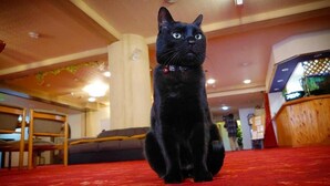 Un chat noir est assis sur un tapis rouge dans une pièce dont le mobilier et le plafond sont en bois.