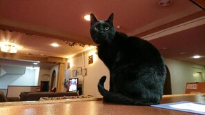 Um gato preto sentado em uma bancada em um quarto com uma televisão, um sofá e uma prateleira fixada na parede.